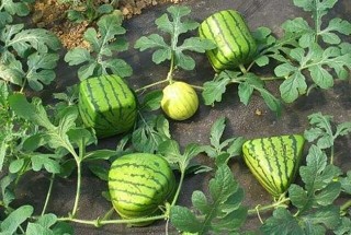 方形西瓜怎么种？,第2图