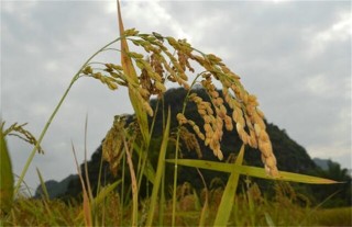粳米种植技术,第5图