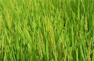 水稻拔节长穗期的田间管理技术,第2图