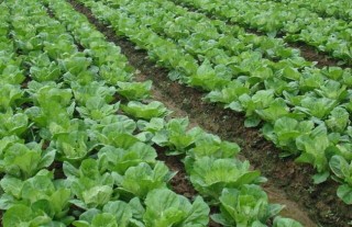 大白菜种植技术,第3图