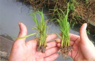 水稻烂种原因及防治措施,第2图