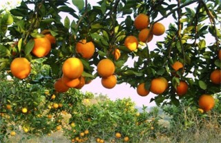 柑橘的园间管理方法,第5图
