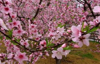 桃树花期管理要点,第2图