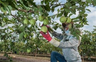 芭乐种植与管理技术,第5图