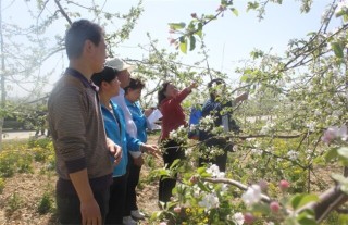 苹果的人工授粉技术,第1图