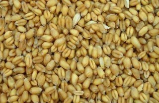 如何对小麦种子的优劣进行鉴别 ,第2图