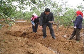 苹果夏季管理技术,第2图