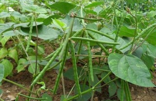 绿豆的种植方法与时间,第3图