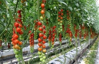 西红柿种植技术,第1图