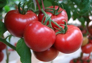 番茄的种植时间,第1图