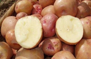 马铃薯什么品种好？(2),第4图