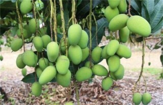 芒果高产种植技术,第4图
