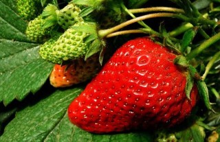 草莓的繁殖方法,第1图
