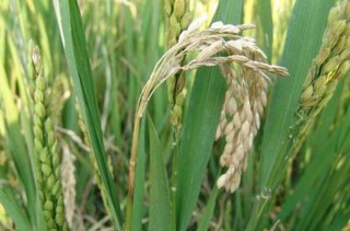水稻种植稻瘟病防控技术,第3图