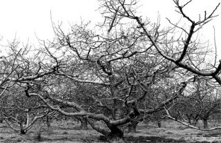 苹果树越冬防寒措施,第4图