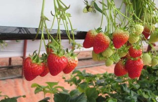 草莓无土栽培技术(3),第3图