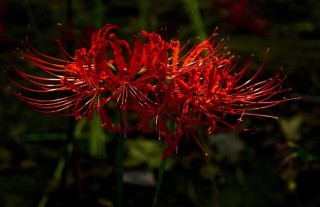 彼岸花种子价格及种植方法,第2图