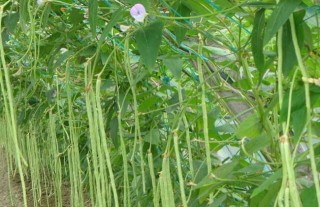 豇豆种植技术,第4图