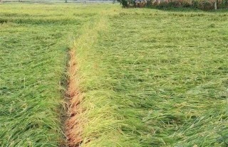 水稻氮肥施用过多处理方法,第1图