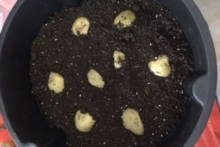种土豆的方法，用什么底肥最好,第2图