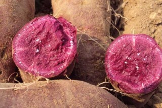 紫薯种植技术(3),第3图