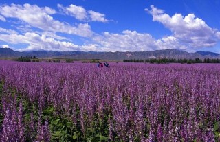 紫苏的种植方法,第2图