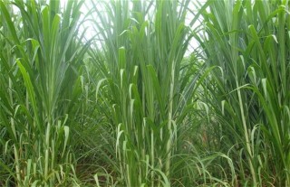 皇竹草的种植方法,第2图