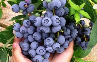 蓝莓肥害是什么原因,第3图