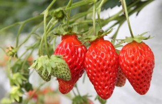 草莓什么时候成熟？,第3图