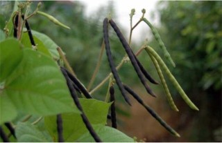 红豆的种植方法与时间,第6图