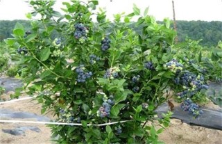 蓝莓肥害预防措施,第2图