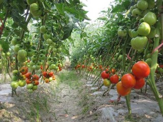 西红柿的种植技术,第2图