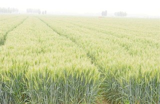 种植小麦深耕的优点,第3图