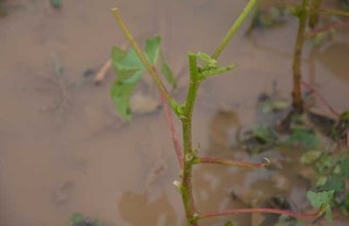 棉花病虫害防治技术,第6图