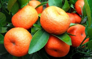 橘子树的种植技术,第3图