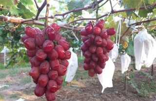 葡萄的栽培技术要点,第4图