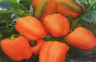 甜椒的种植时间与方法,第3图