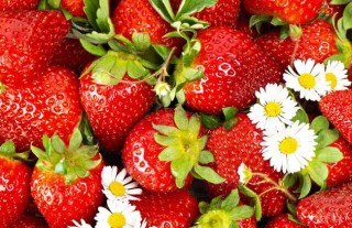 草莓无土栽培技术(2),第2图