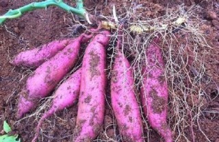 红薯种植的方法与时间,第5图