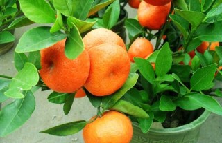 橘子树的种植技术,第2图