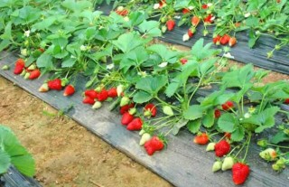 草莓的繁殖方法,第3图