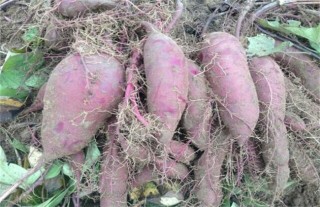 紫薯的种植技术,第3图