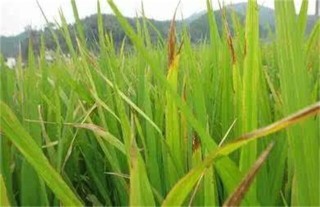水稻黄叶原因及防治方法,第5图