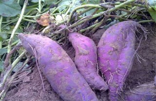 紫薯的种植技术,第1图