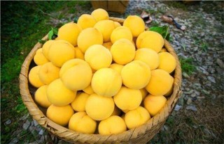 常见的桃子品种有哪些,第1图