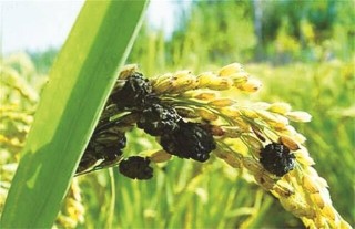 水稻稻曲病发病症状及防治方法,第2图
