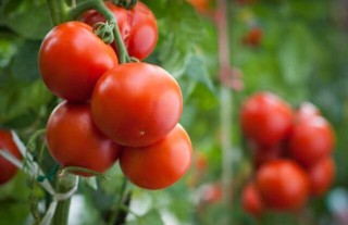 西红柿种子价格及种植方法,第5图