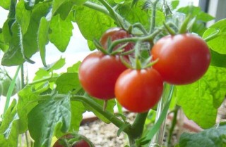 西红柿的种植技术,第1图