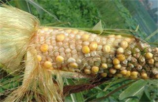 玉米常见病虫害及防治方法,第6图