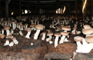 蘑菇施肥的注意事项,第3图